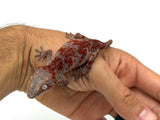 Red Super Blotched Gargoyle Gecko