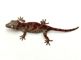 Red Super Blotched Gargoyle Gecko