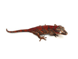 Red Skeleton Super Blotched Gargoyle Gecko