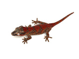 Red Skeleton Super Blotched Gargoyle Gecko