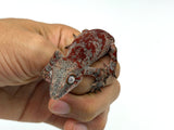 Red Super Blotched Gargoyle Gecko