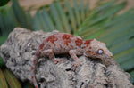 Skeleton Blotched Gargoyle Gecko