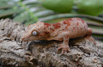 Skeleton Blotched Gargoyle Gecko