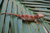 Skeleton Blotched Gargoyle Gecko