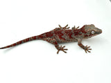 Red Super Blotched Gargoyle Gecko