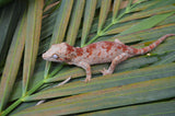 Skeleton Blotched Gargoyle Gecko