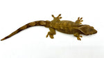 White Collar Slender Prehensile Tail Gecko