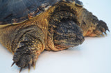 Adult Snapping Turtle