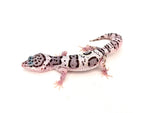 High White Snow Leopard Gecko