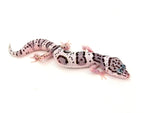 High White Snow Leopard Gecko