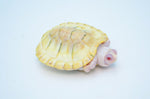 Snow Red Ear Slider Turtle