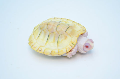 Snow Red Ear Slider Turtle