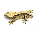 White Spot Drippy Extreme Harlequin Pinstripe Crested Gecko