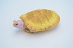 Snow Red Ear Slider Turtle