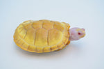 Snow Red Ear Slider Turtle