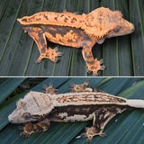 Tangerine Quadstripe Whiteout Crested Gecko (Solar Flare offspring)