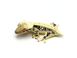 Possible EB Lilly White Crested Gecko