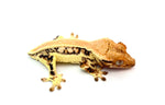 Solid Dorsal Pinstripe Lilly White Crested Gecko