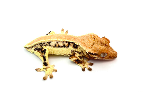 Solid Dorsal Pinstripe Lilly White Crested Gecko