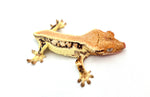 Solid Dorsal Pinstripe Lilly White Crested Gecko