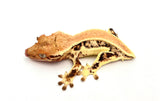 Solid Dorsal Pinstripe Lilly White Crested Gecko