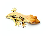 Solid Dorsal Pinstripe Lilly White Crested Gecko