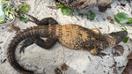 Adult Orange Phase Spiny Tailed Iguana