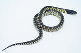 Desert Kingsnake