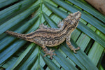 Adult Female Aberrant Striped Gargoyle Gecko