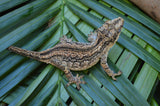 Adult Female Aberrant Striped Gargoyle Gecko