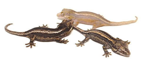 Striped Baby Gargoyle Gecko Special