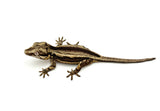 Dark Bold Striped Gargoyle Gecko