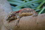 Orange Aberrant Striped Gargoyle Gecko