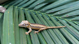 Striped Gargoyle Gecko