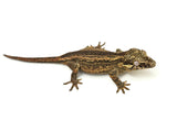 Striped Gargoyle Gecko