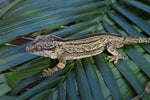 Yellow Striped Gargoyle Gecko "Skunk"