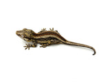 Pink Pastel Striped Gargoyle Gecko (Pink Floyd offspring)