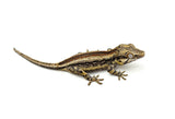 Pink Pastel Striped Gargoyle Gecko (Pink Floyd offspring)