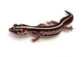 Striped Oreo Patternless African Fat Tail Gecko