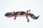 Baby Normal African Fat Tail Gecko