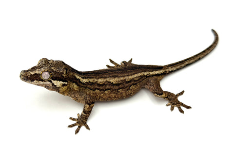 Striped Gargoyle Gecko (possible Yellow Base)