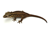 Striped Gargoyle Gecko
