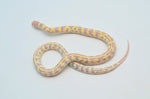 Striped Albino California Kingsnake