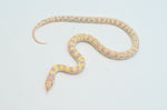 Striped Albino California Kingsnake