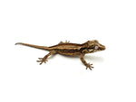 Striped Gargoyle Gecko