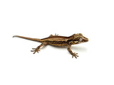 Striped Gargoyle Gecko