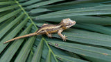 Striped Gargoyle Gecko