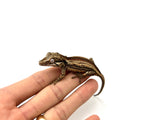 Striped Gargoyle Gecko