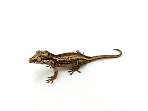 Striped Gargoyle Gecko