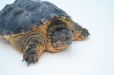 Adult Snapping Turtle